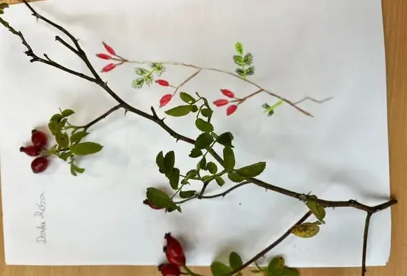 Warsztaty rozpoznawania drzew i krzewów – nauka przez obserwację i rysunek botaniczny
