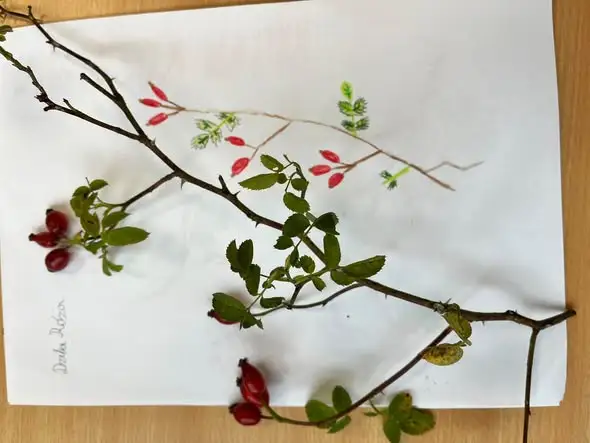 Warsztaty rozpoznawania drzew i krzewów – nauka przez obserwację i rysunek botaniczny