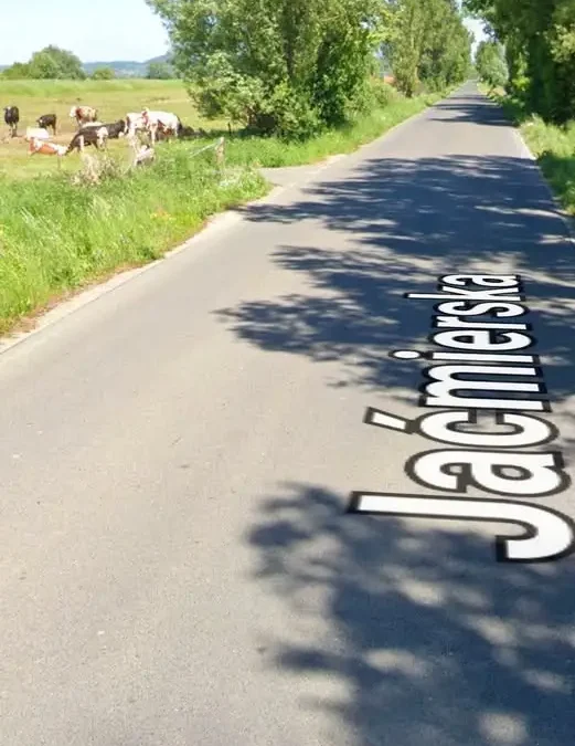 Krowy uciekły z pastwiska przy ulicy Jaćmierskiej w Zarszynie. Interweniowali strażacy i policja